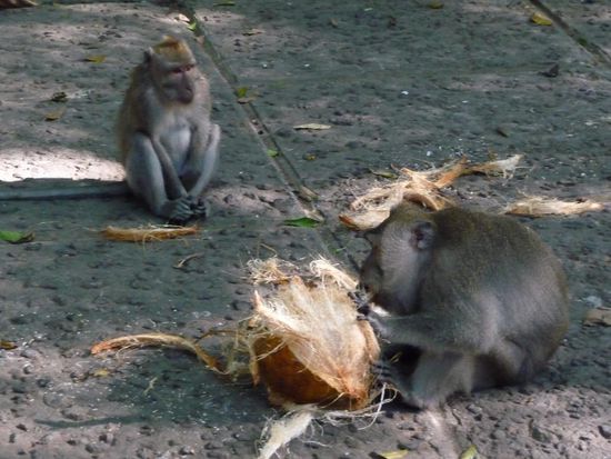 Affen beim essen
Ja nicht stoeren!!! Das kann Boese enden!!!