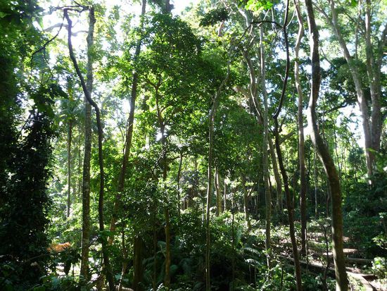 Dschungel im Monkeyforest