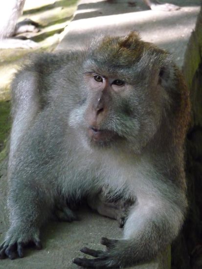 Auch Affen Chillen manchmal,
nicht nur wir