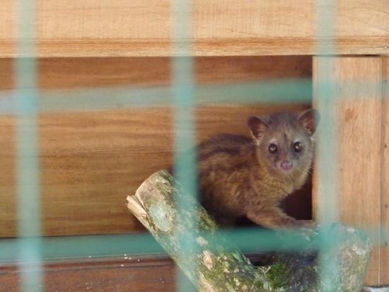 Das ist das Tier welche die Fruechte frisst und verdaut