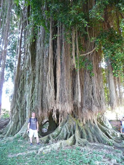 Dies ist ein Heiliger Rastabaum