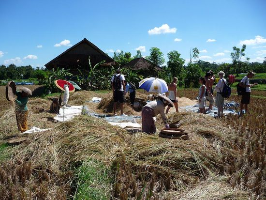 Arbeit auf dem Reisfeld jeder konnte mithelfen. Ganz rechts ist Stephen (nicht so Interessiert am Arbeiten)
