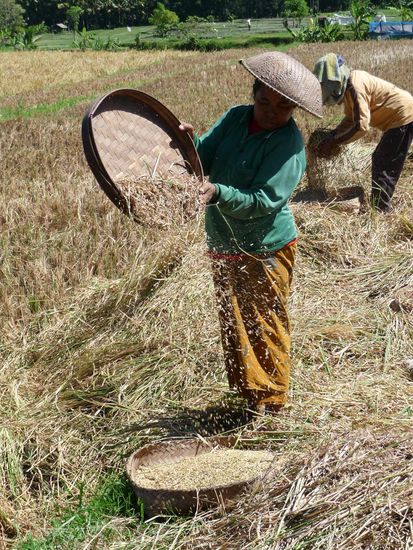 Reis, ueberall Reis!!!