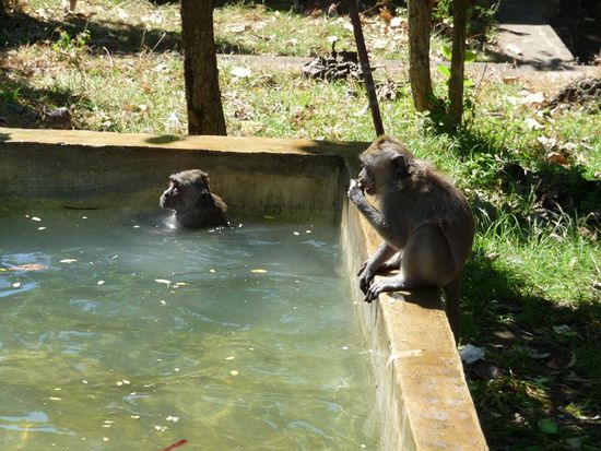 Heilige Affen am Baden