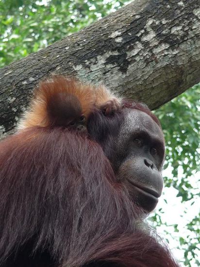 Einer der Orang Utans mit seinem Baby.
Dieser hier konnte sich frei im Zoo bewegen und war nur ein paar Meter von mir entfernt