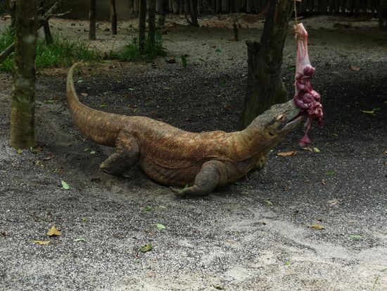 Und ein Komodo Dragon beim fressen. Dieser hier war gut 2.5m lang!!!
Hey Liechti und Simon: Ich ha si jetzt doch no gseh!!!!! 