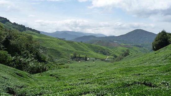 Unterwegs zur Teeplantage