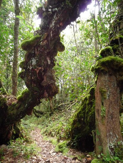 Der Wald war hier sehr schoen
irgendwie sah alles ein wenig aus wie in Herr der Ringe 