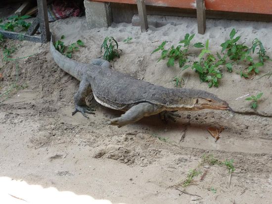 Das ist Kollege "Varan"
gute 1.5m lang!!!