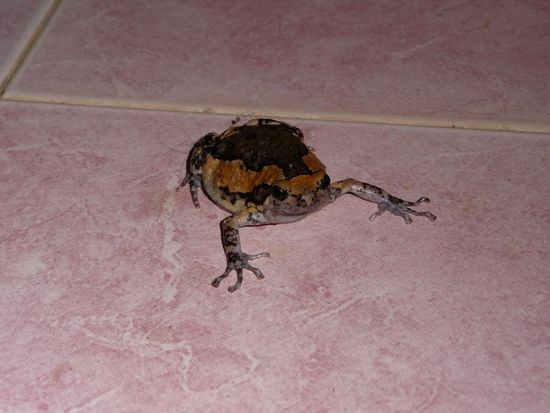 Kollege Frosch
Vermutlich kam er mit, weil ich vergessen hatte ein Foto von ihm zu machen 