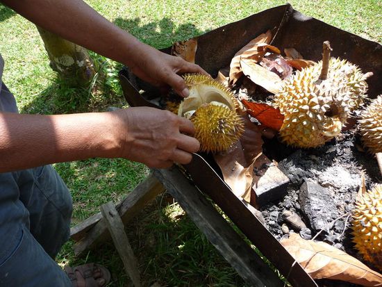 Dies ist eine Durian.
Eine sehr schleimige Sache.
Nicht so mein Fall