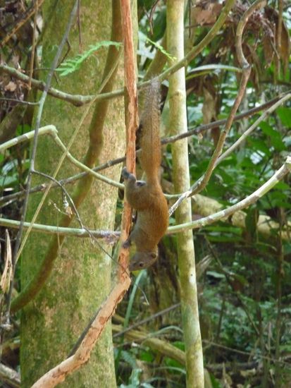 Eines der wenigen Tiere die ich gesehen habe.
Und das einzige welches ich fotografieren konnte