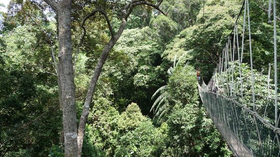 Zwischen den einzelnen Bruecken hatte es immer wider Plattformen auf den Baeumen. Dies ist von einer Platform aus Fotografiert