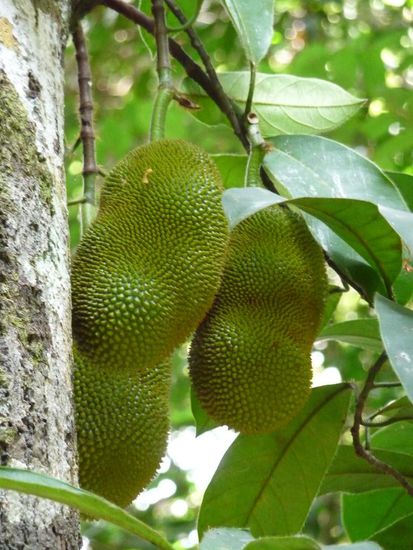 Dies koennten ein paar Durian Fruechte sein.
Ich bin mir aber nicht sicher
