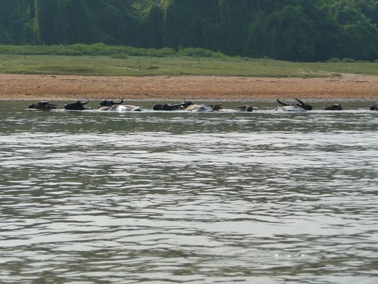 Wasserbueeffel am Baden
Wenn die aus dem Wasser kommen, sind sie riesig!!!