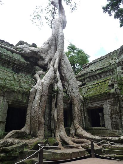 Die wohl meistfotografierten Wurzeln der Welt