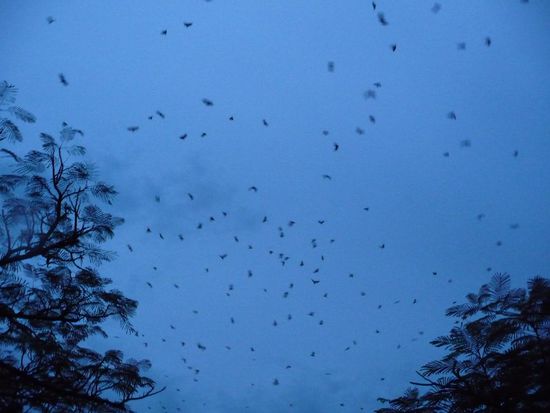 Es war schwierig zu Fotografieren, da es schon sehr dunkel war.
Hier aber die beste Aufnahme