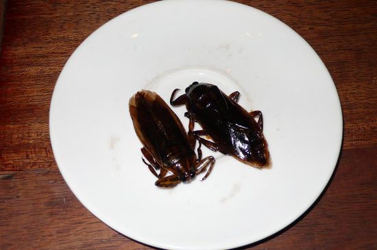 Mmmmhhh Fein,
Heute gibts Kakerlaken!!!