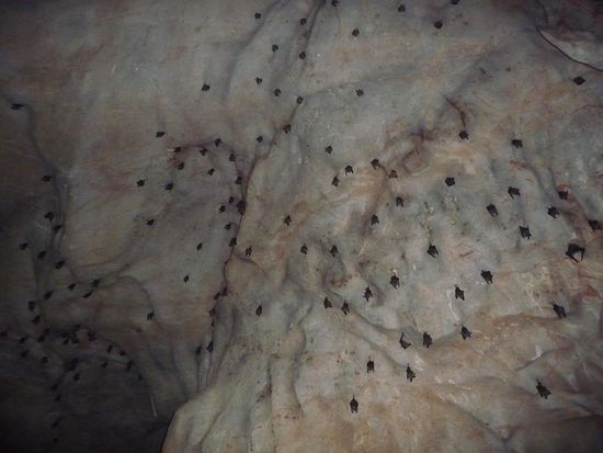 Die schwarzen Punkte sind Fledermaeuse