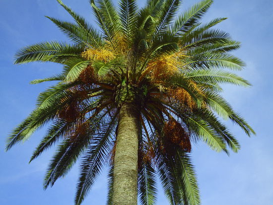 Meine Lieblingspflanze!!! wenn ich koennte, wuerd ich 10 davon kaufen und bei mir und Klaus im Garten verteilen und mindestens einmal am Tag unter den Palmen mit Sangria anstossen...
