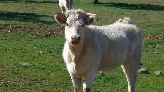 wenn die kuh loslaeuft schmeiss ich ihr ne Dose Bier annen Kopf...