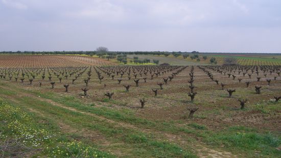 ....dann trinckt man eben Wein....