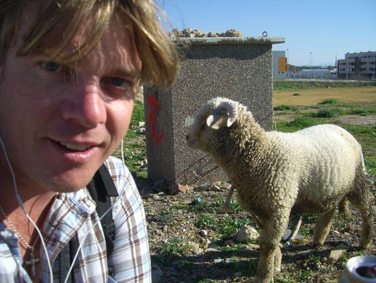 ...auch dies bloede Schaf wollt mich nich tragen, habs gefragt, abba es ist auch so fertig vom Karneval wie ich, also wird nix draus...