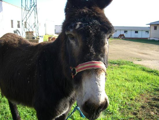 ...na toll, und Pete, der Esel, hat gleich n termin bei Doc Martin, kann auch nicht, also muss ich wohl doch echt zu fuss gehn...