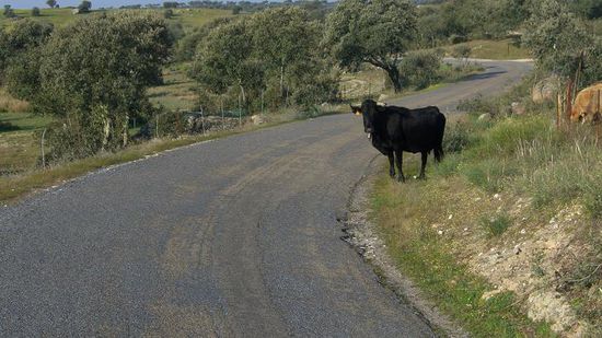 da hab ich mir doch Sorgen um Laura gemacht...weil sie so ne rote Jacke anhat!!! Bullen und Kuehe und wildes Vieh auf der starsse, gaaanz AEEHRLISCH, ich hatte schiss...!! Wollt erst ihre kacke suchen, daneben wachsen immer so tolle Pilze, hatte abba keene Zeit...
