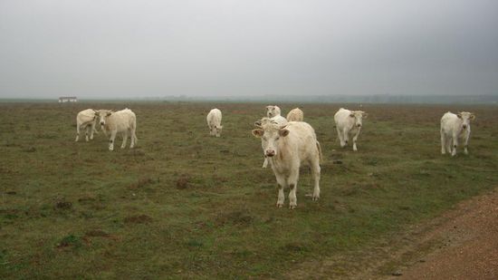 9 weiber..., 6 davon gucken mich an, der rest frist...fast wie in meinem echten leben...