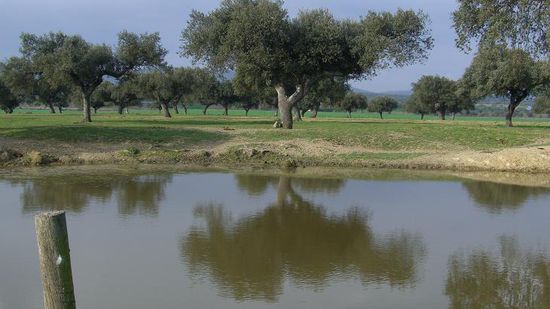 ..und ein Baum, und ein Typ, der den auf seine ART und WEISE fotogrofomaniert!!!