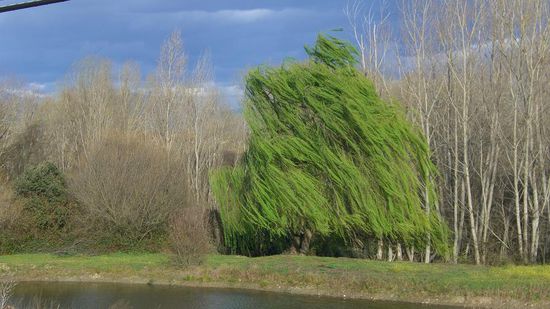 ...und man sieht schoene Baeume...