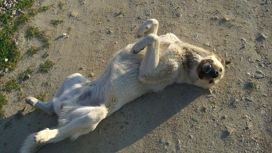 mit eigenem Wach-hund!!!