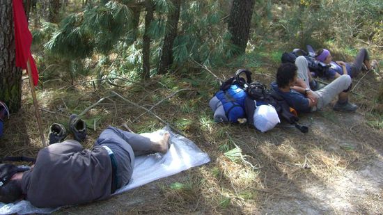 ein kleines Nickerchen im Wald