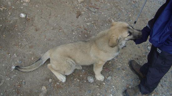 ...und die suessen wilden Hunde auch...