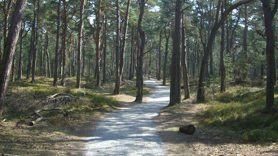 ....und irgendwie siehts hier auch aus wie auf dem Jakobsweg...