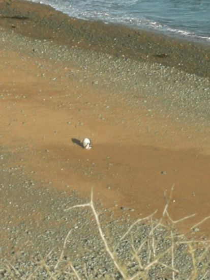 ja das sollte ein Pinguin sein