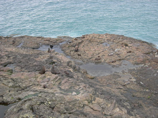 Seehunde auf der Otago Peninsula
