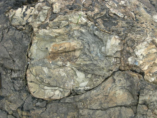 versteinerter Baumstamm