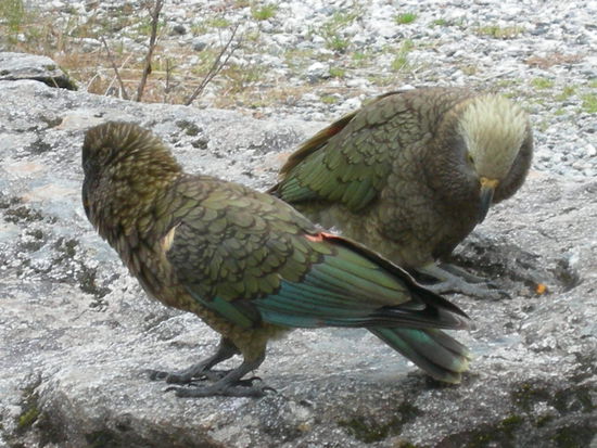 Kea's in freier Wildbahn