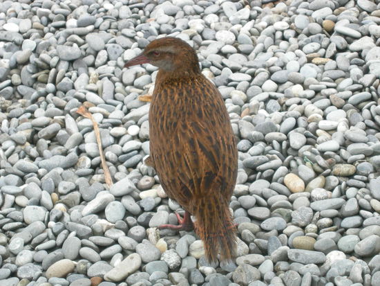 ein Weka