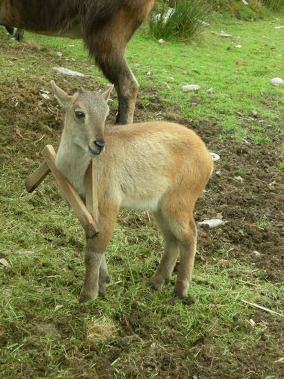 auf den Weg nach Punakaiki