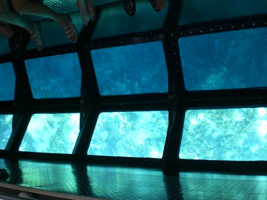 ...und so durch den Glasboden, leider kann man die Schönheit des Riff`s auf Foto`s nicht darstellen...
