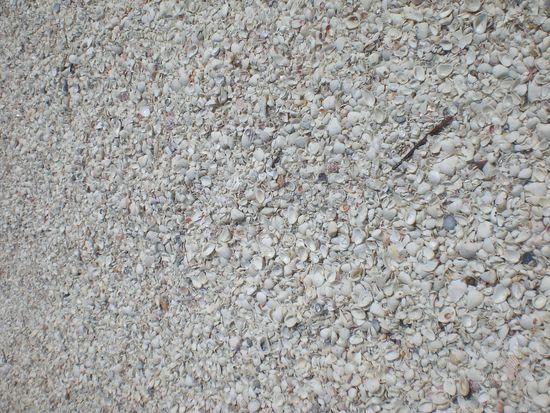 ...Muscheln soweit das Auge reicht...