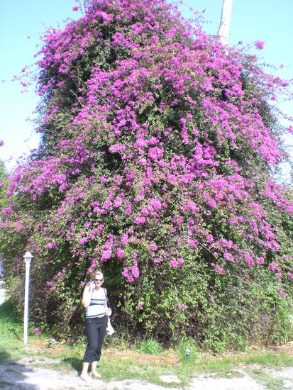Das ist ein riesiger Bogonvilia-Busch 