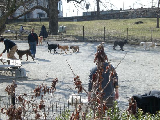 Die Dogwalker bei der Arbeit