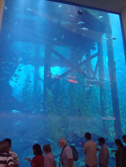 In der weltweit größten Mall - die Dubai Mall - hat ein beeindruckendes Aquarium zu bieten, neben 1.200 Geschäften.
