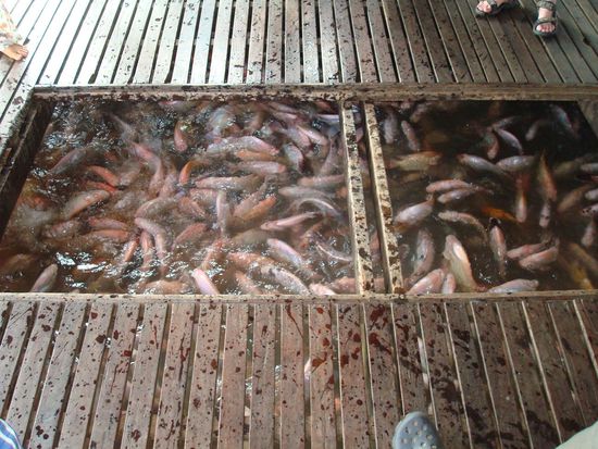 Die Fischfarmen sind unscheinbar unterhalb der schwimmenden Häuser untergebracht. Deckel auf - Futter rein - und ab gehts! 
Für Mama: unsere Karpfen haben es da schöner 