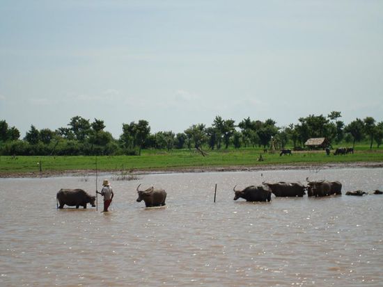 Badetag für die Büffel