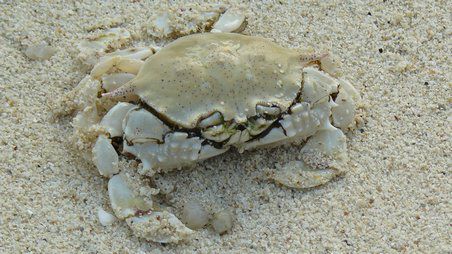 Krabbe am Strand